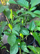 Load image into Gallery viewer, Mixed Chillis (Select Variety at Nursery)
