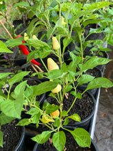 Load image into Gallery viewer, Mixed Chillis (Select Variety at Nursery)
