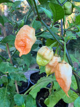 Load image into Gallery viewer, Mixed Chillis (Select Variety at Nursery)
