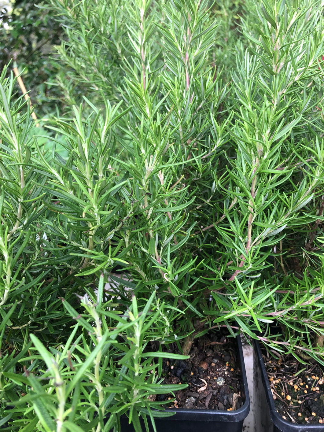 Herb | Rosemary