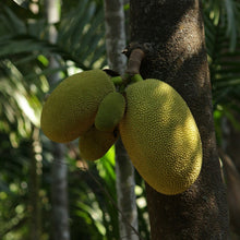 Load image into Gallery viewer, Jackfruit | Galaxy
