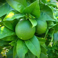Lime | Tahitian