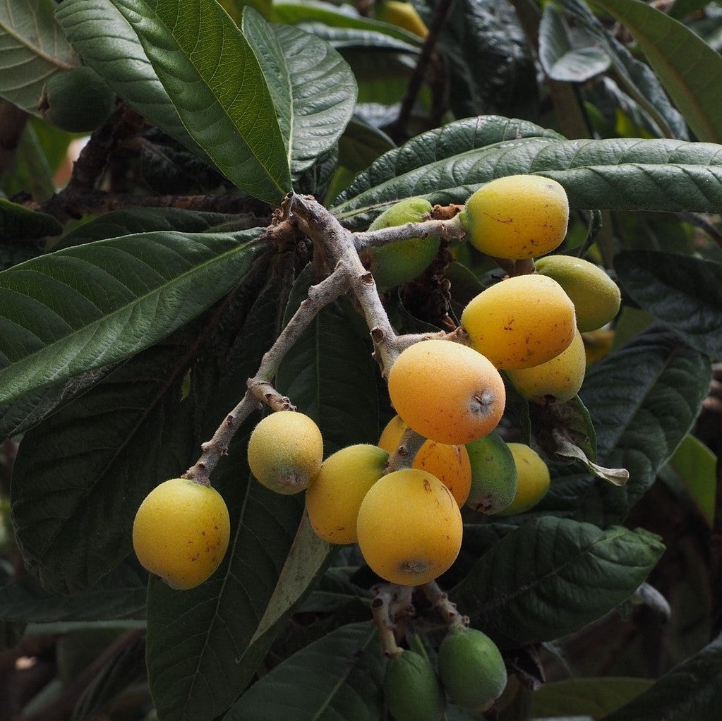 Loquat | Nagasakiwase