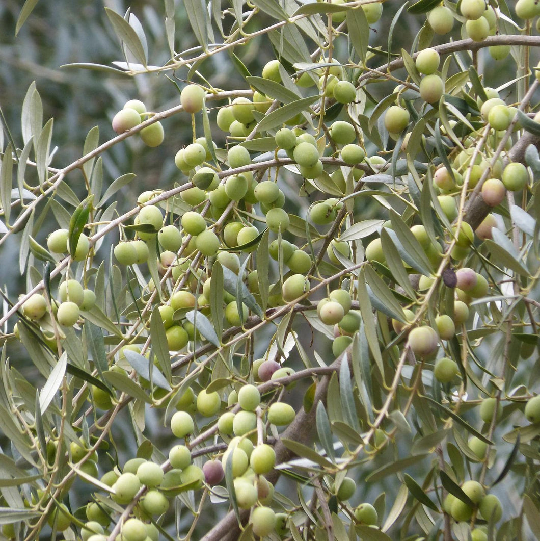 Olive | Arbequina